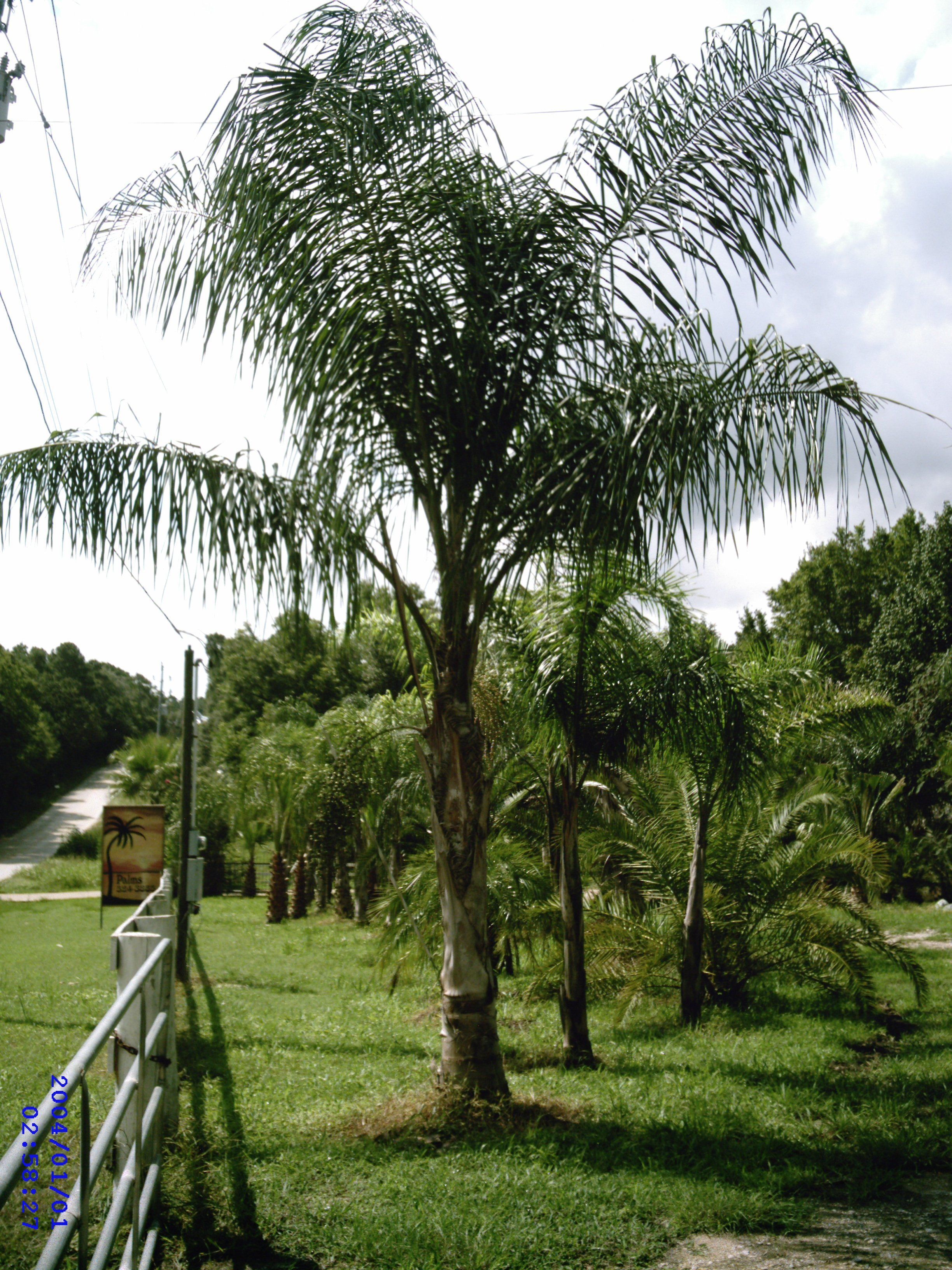 best of Trees sale for palm Mature