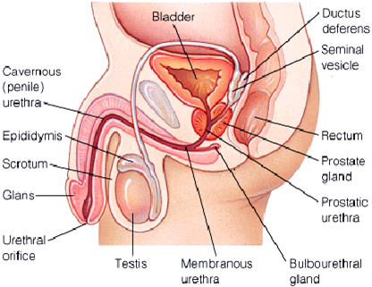 best of Anatomy sex penetration diagram male Female