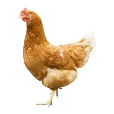 Golden sex link hen