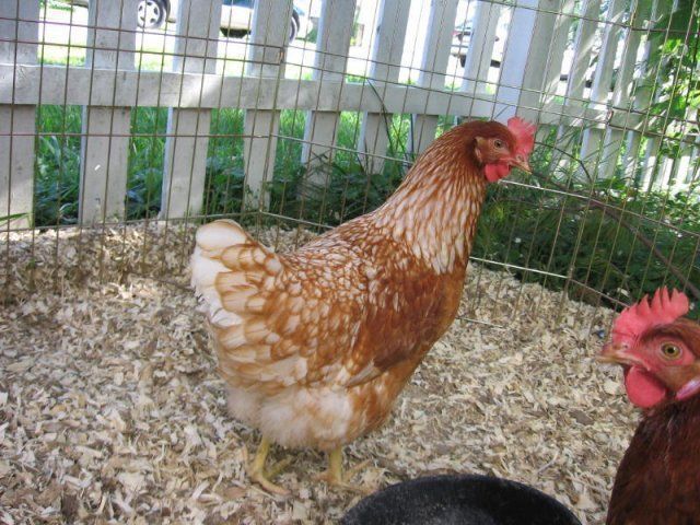 Golden sex link hen