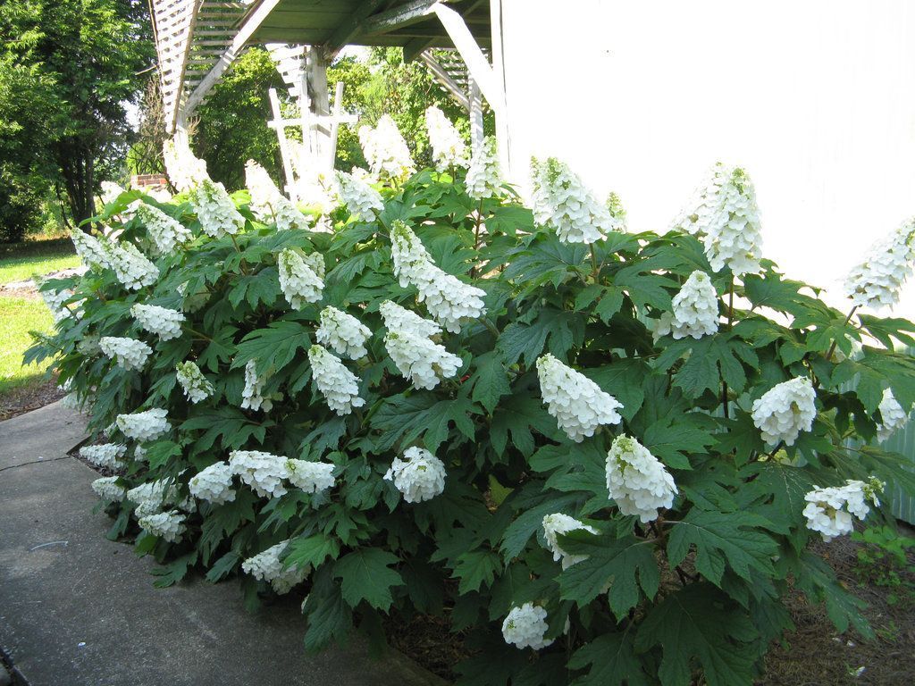 Fumble reccomend Hydrangea quercifolia alice mature size