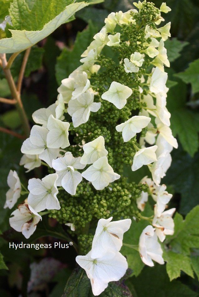 best of Mature alice size quercifolia Hydrangea