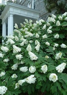 best of Mature alice size quercifolia Hydrangea