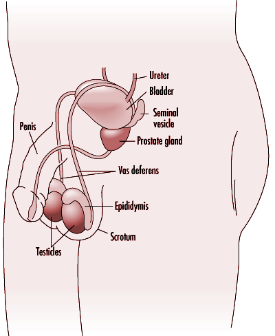 Blizzard reccomend Increament in male sex organ