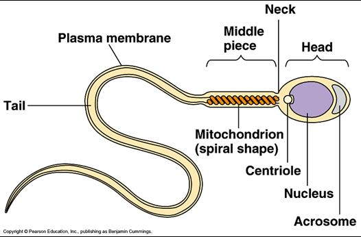 Labelled diagram of a sperm cell