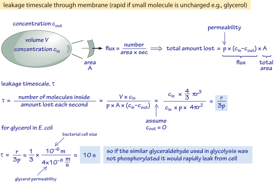 Lipid solubility cell penetration