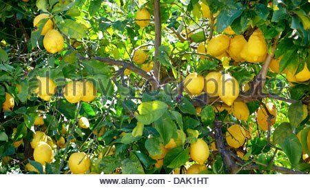 Mature lemon trees