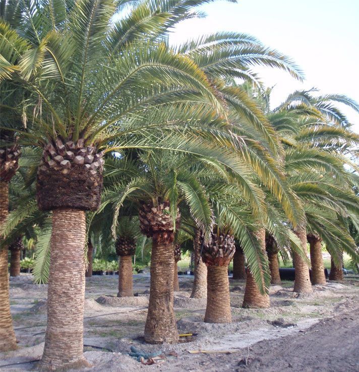 Aurora reccomend Mature palm trees for sale