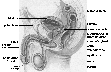 Milan reccomend Scrotum and anus