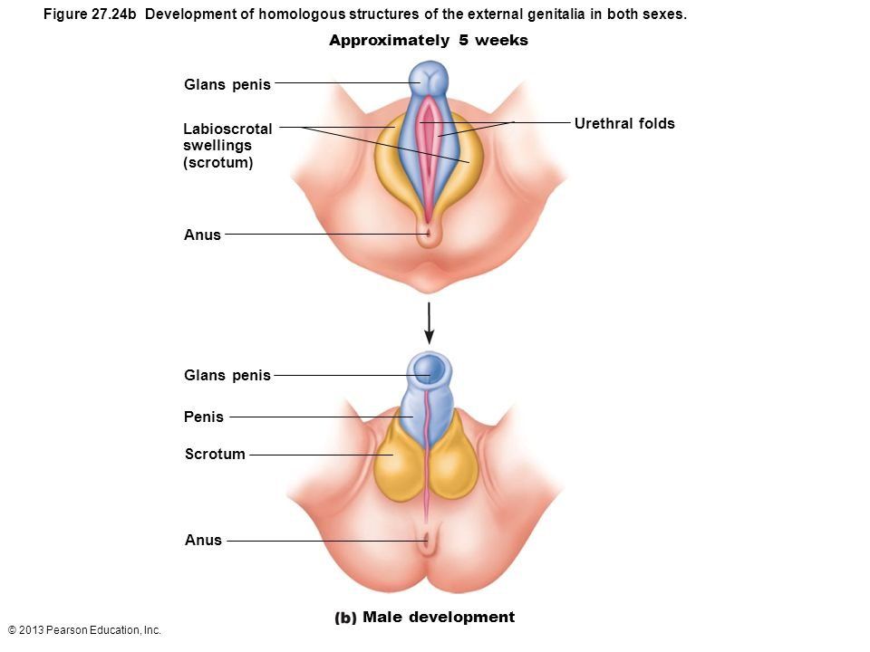 Scrotum and anus