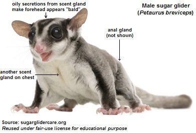 Sugar gliders anal