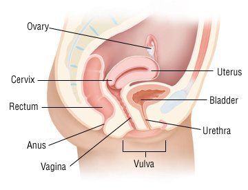 Vagina vulva pics