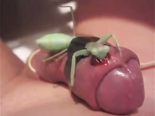 best of Cock mantis eat