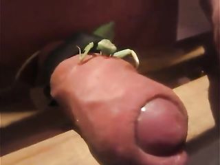 First L. reccomend mantis eat cock